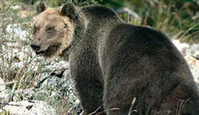 Parco d’Abruzzo:  Tentano di avvelenare gli orsi  ma la Forestale sventa la strage