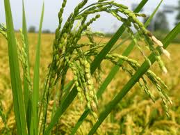 Il riso italiano gravemente danneggiato dalle importazioni dall’estremo Oriente. I problemi vengono anche dalle norme comunitarie