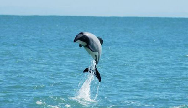 Nuova Zelanda: sta scomparendo una specie rarissima di delfini a causa della pesca