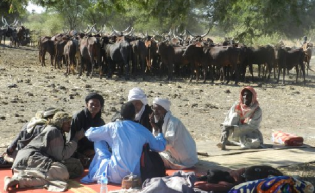 Guerra delle capre tra etnie diverse in Kenya: per ora 75 morti