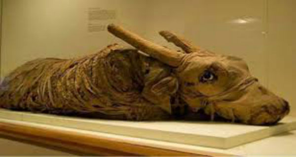 Bbc denuncia la “truffa” delle mummie degli animali