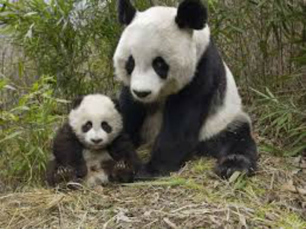 Cina: rischiano la pena di morte per aver ucciso e mangiato un Panda