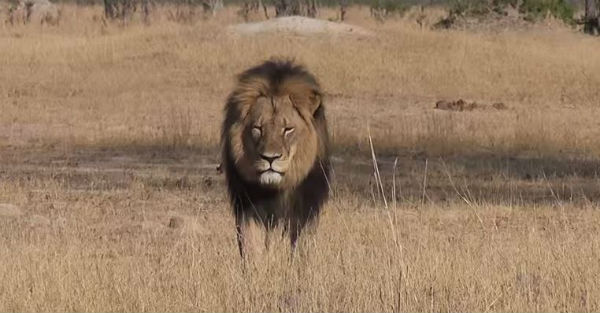 Pagano “mazzetta” di 55 mila dollari per abbattere Cecil, leone simbolo dello Zimbabwe