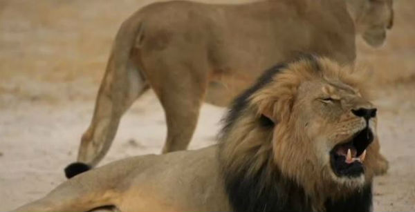 Dopo l’abbattimento del leone Cecil, le compagnie aeree Usa non imbarcano più trofei di caccia