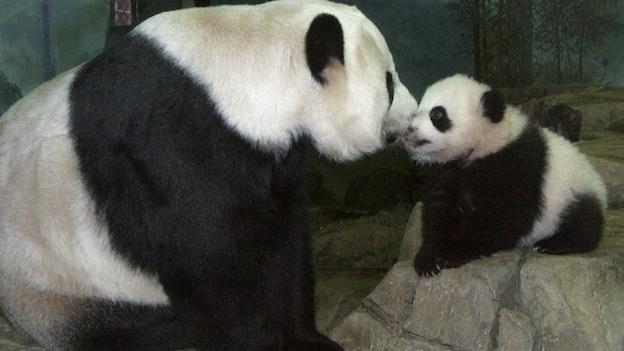 Washington: nascono due panda allo zoo dopo l’inseminazione artificiale