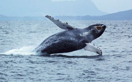 Canada: affonda barca per osservazione delle balene. 5 morti. Un disperso