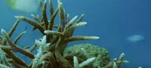 Allarme per i coralli: si stanno scolorendo e diventano bianchi