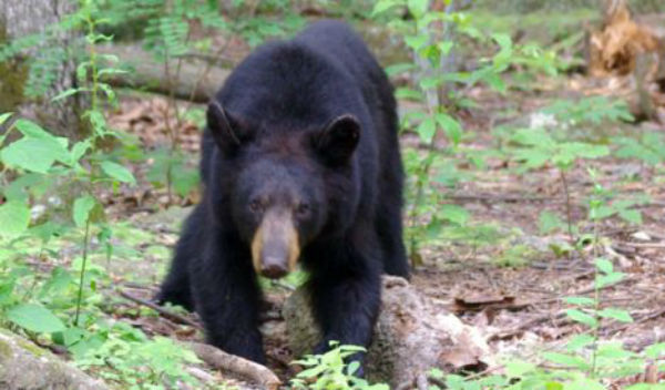 Florida: autorizzata la caccia all’orso nero. 4 mila licenze per abbattere 320 esemplari