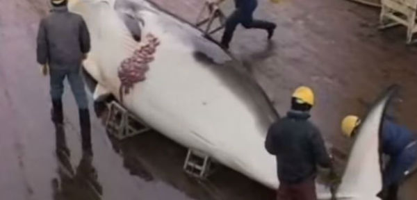 Giappone riprende caccia alle balene nell’ Antartide nonostante divieto internazionale