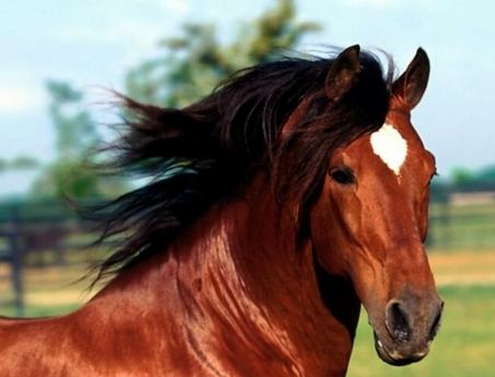 Studio britannico: i cavalli comprendono comportamenti ed espressioni umane