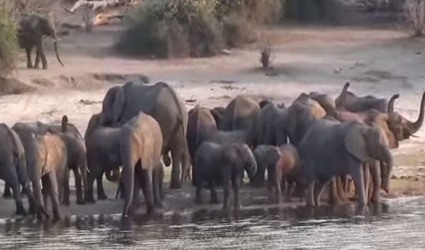 Elefanti: summit in Kenya per salvarli. Falò di 105 tonnellate di avorio