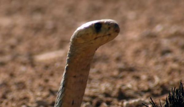 Cina: caccia ai cobra velenosi, fuggiti da allevamento