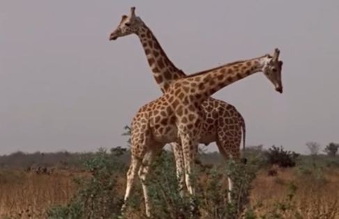 Giraffe a rischio di estinzione