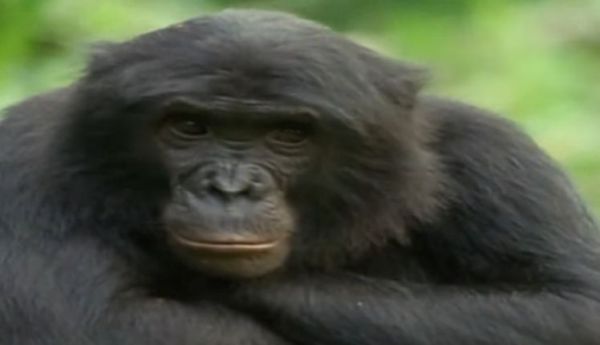 Sempre più a rischio i primati in tutto il mondo
