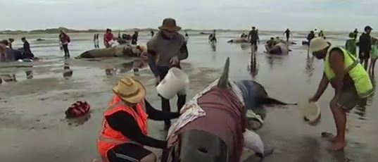 Nuova Zelanda: i volontari salvano 100 balene spiaggiate. Morte altre 300
