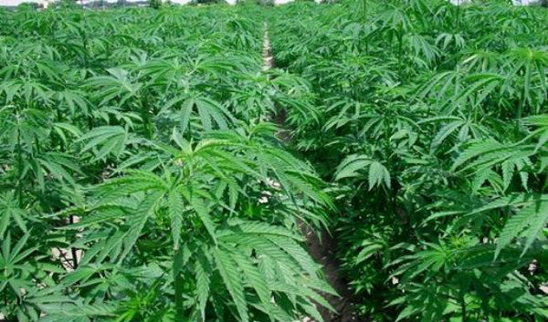 Cannabis: Cassazione no alla vendita dei derivati
