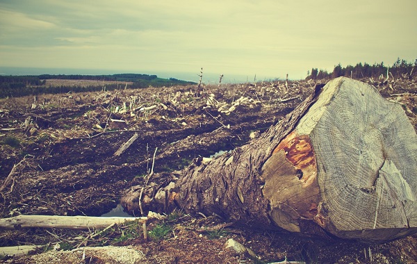 Amazzonia: record nella distruzione di alberi – di Cassandra M. Verticchio