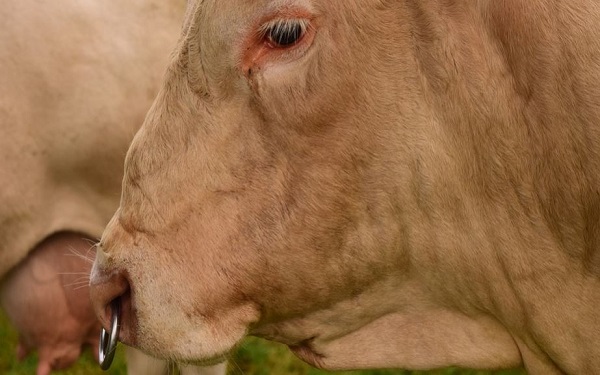 A proposito dei “trattori”: e il “sonno” del Governo sulle quote latte?